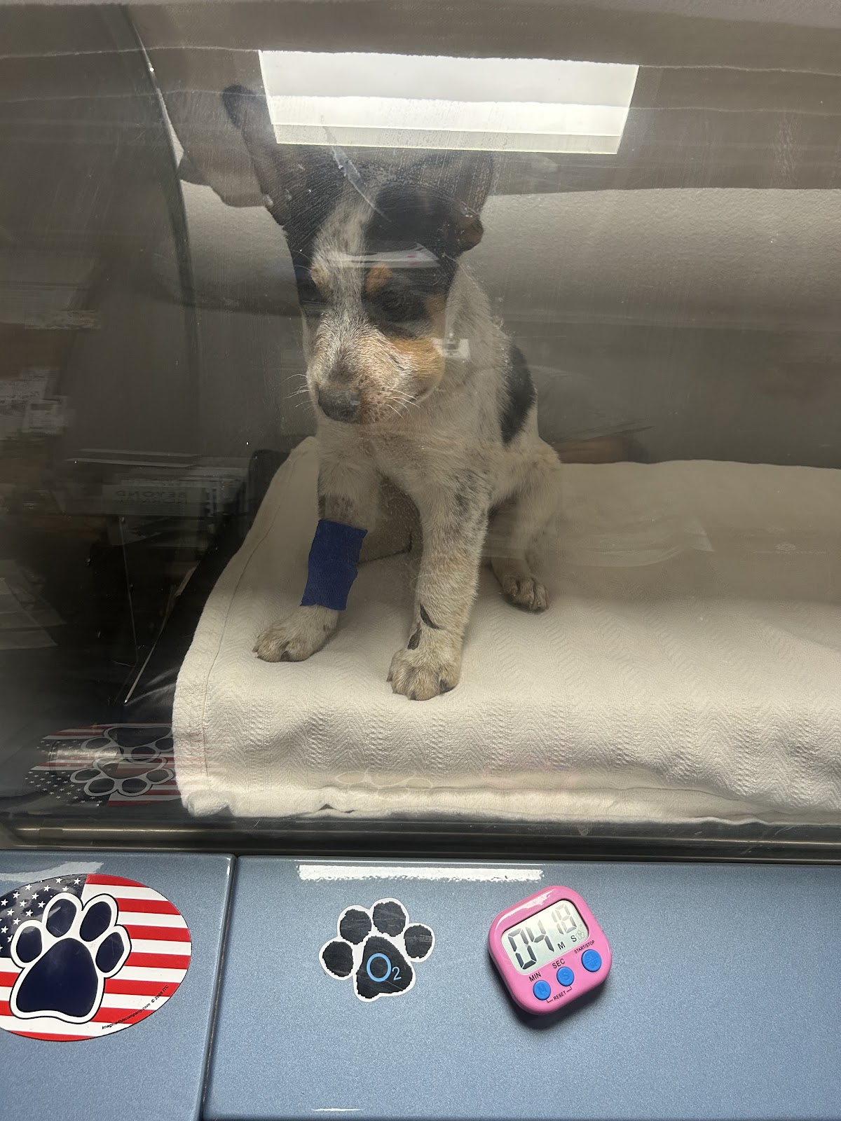 All Creatures Hyperbaric Care — clinic photo
